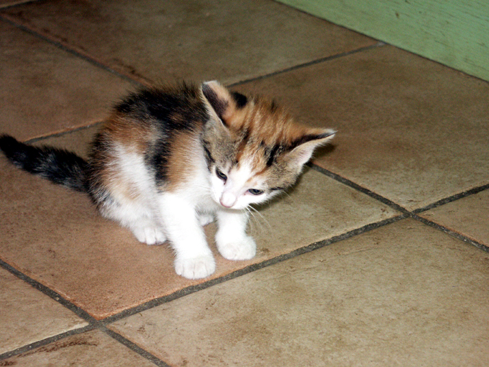 caramel 06-04 026.jpg - DCF 1.0